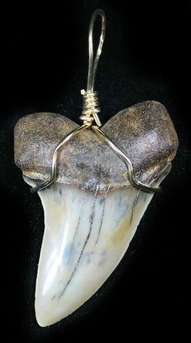 Fossil Mako Tooth Pendant - Bakersfield, CA #26100